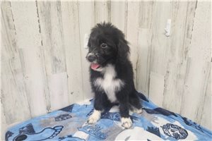 Blair - Aussiedoodle for sale
