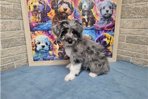 Benedict - Aussiedoodle for sale