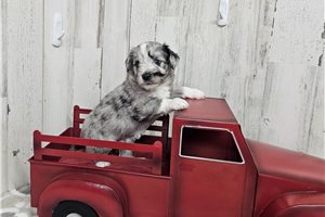 Bennett - Aussiedoodle for sale