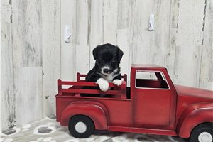 Blair - Aussiedoodle for sale