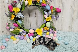 Murphy - Cavapoo for sale