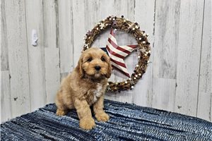 Mikey - Cavapoo for sale
