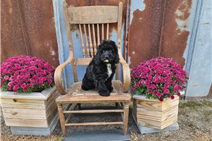 Conan - Cavapoo for sale