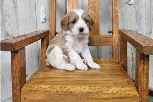 Monroe - Cavapoo for sale