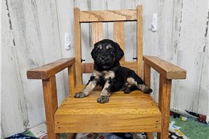 Melinda - Cavapoo for sale