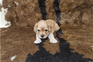 Calista - Cavapoo for sale
