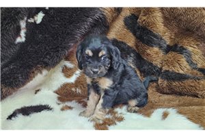 Melinda - Cavapoo for sale