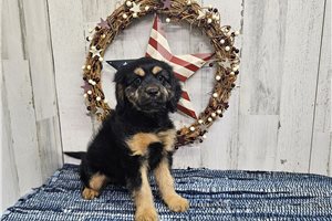 Melinda - Cavapoo for sale