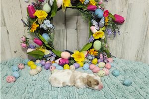 Marcus - puppy for sale