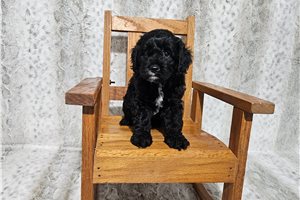 Conan - Cavapoo for sale