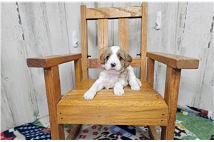 Marcus - Cavapoo for sale