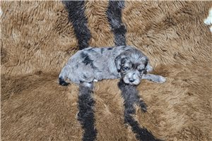 Colby - puppy for sale