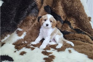 Monroe - Cavapoo for sale