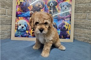 Calista - Cavapoo for sale