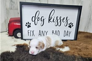 Mary - Cavapoo for sale