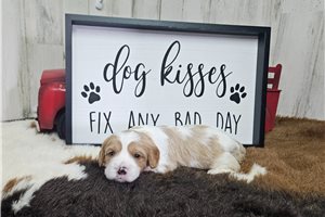 Monroe - Cavapoo for sale