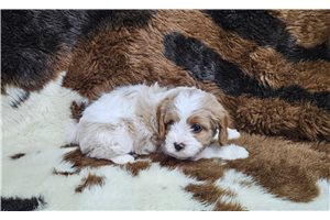 Marcus - puppy for sale