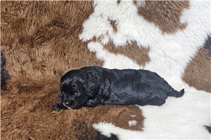 Conan - Cavapoo for sale