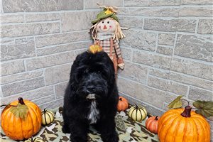 Conan - Cavapoo for sale