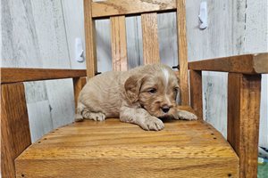 Mikey - Cavapoo for sale