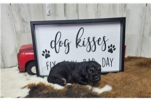 Melinda - Cavapoo for sale