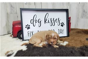 Mikey - Cavapoo for sale