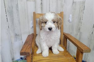 Linus - Cavapoo for sale