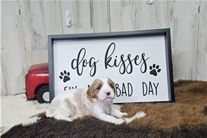 Marcus - Cavapoo for sale