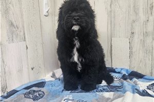 Conan - Cavapoo for sale