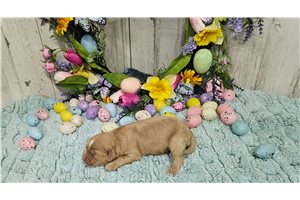 Mikey - Cavapoo for sale