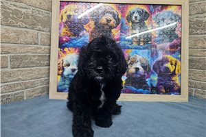Conan - Cavapoo for sale