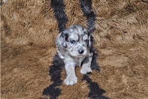 Coral - Cavapoo for sale