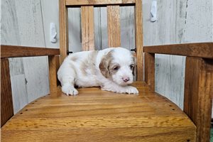 Mary - Cavapoo for sale