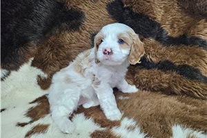 Mary - Cavapoo for sale