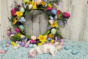 Mary - puppy for sale