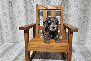 Colby - Cavapoo for sale