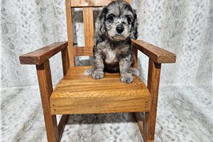Coral - Cavapoo for sale