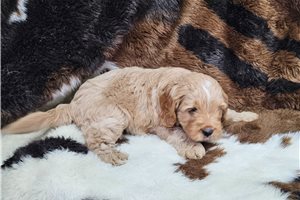 Mikey - Cavapoo for sale