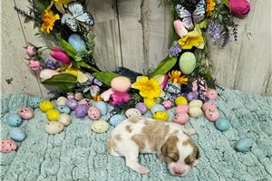 Monroe - puppy for sale