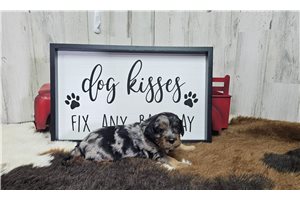 Murphy - Cavapoo for sale