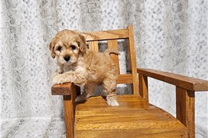 Calista - Cavapoo for sale