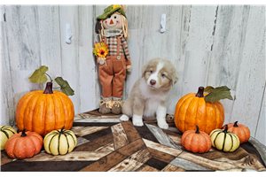 Caleb - puppy for sale