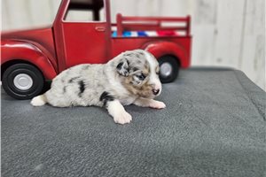 Tater - Miniature Australian Shepherd for sale
