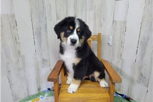 Charles - Miniature Australian Shepherd for sale