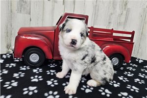 Carter - puppy for sale