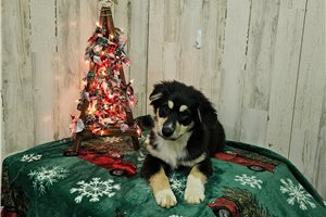 Colton - Miniature Australian Shepherd for sale