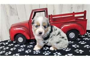 Cooper - puppy for sale