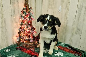 Charlotte - Miniature Australian Shepherd for sale