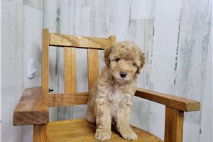 Ted - Poodle, Miniature for sale