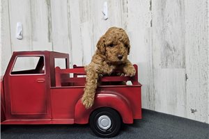 Tatum - Miniature Poodle for sale